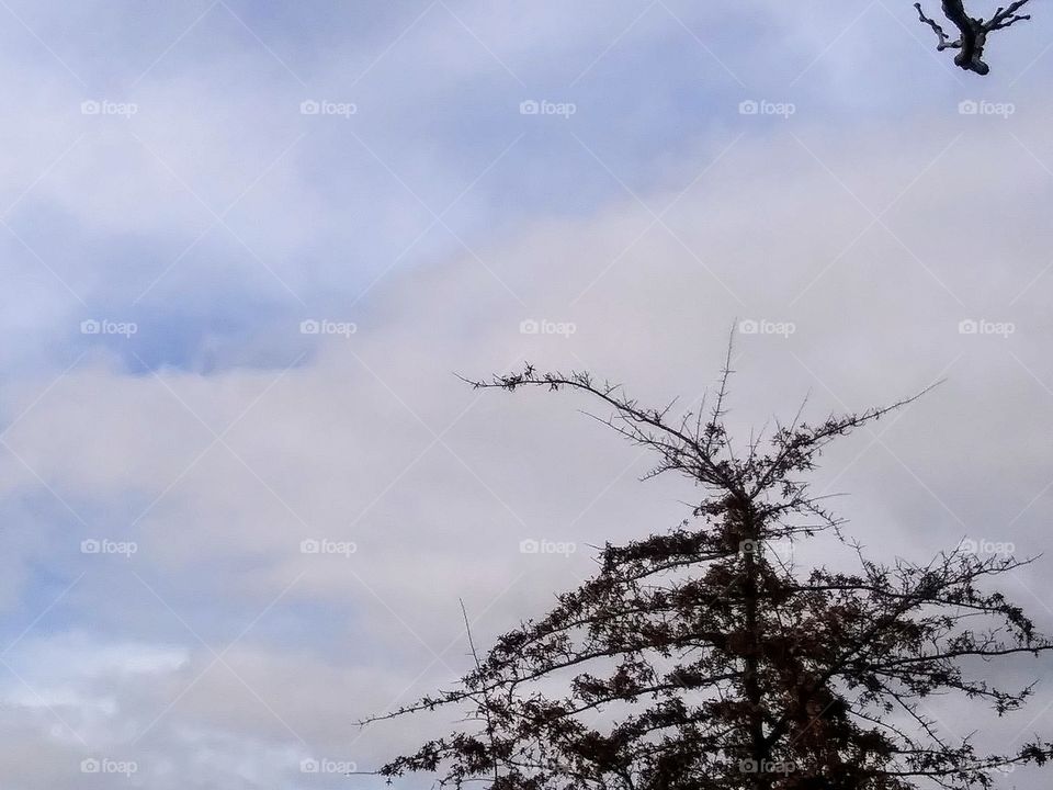 evil tree and clouds