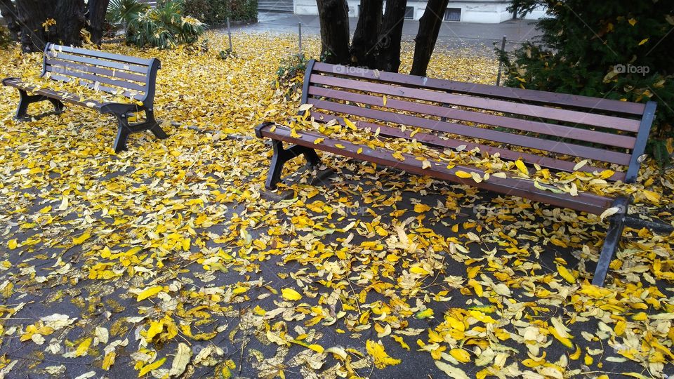 two benches outside with yellow dry leaves on the