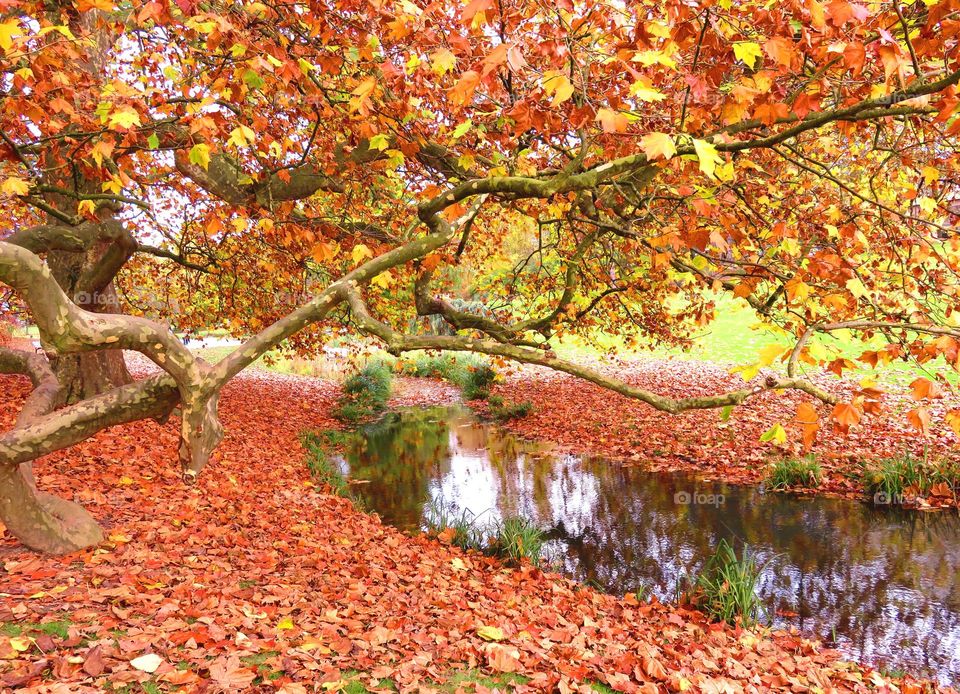 Autumn trees and pond