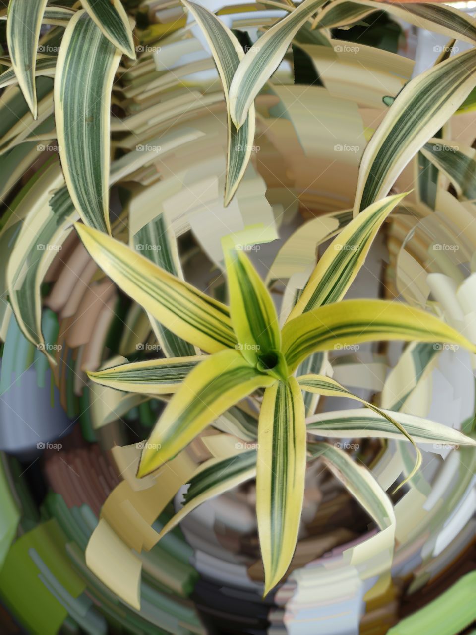 Dracena Reflexa