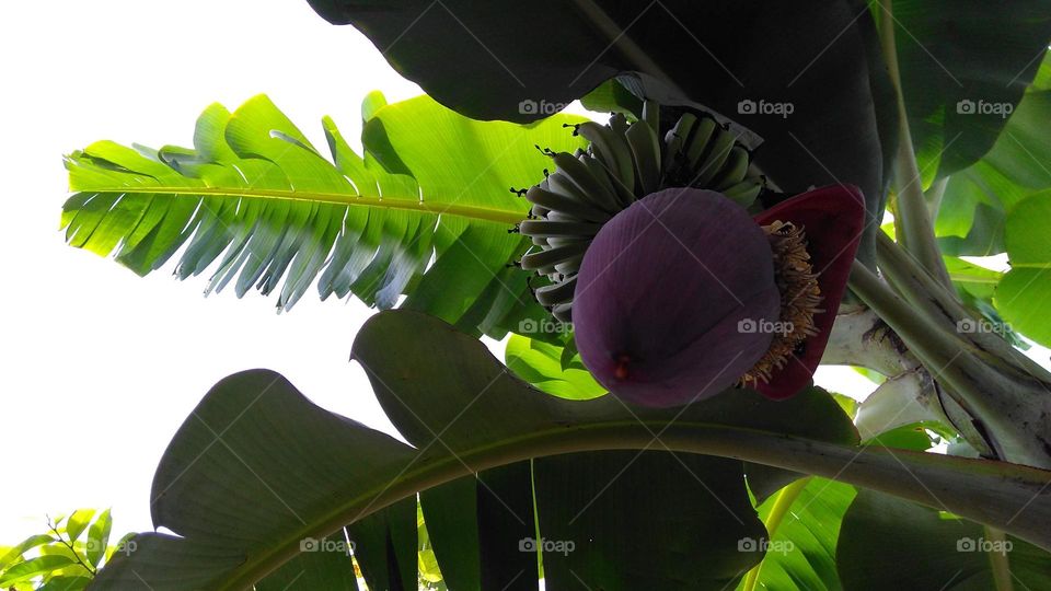 Coração de Bananeira