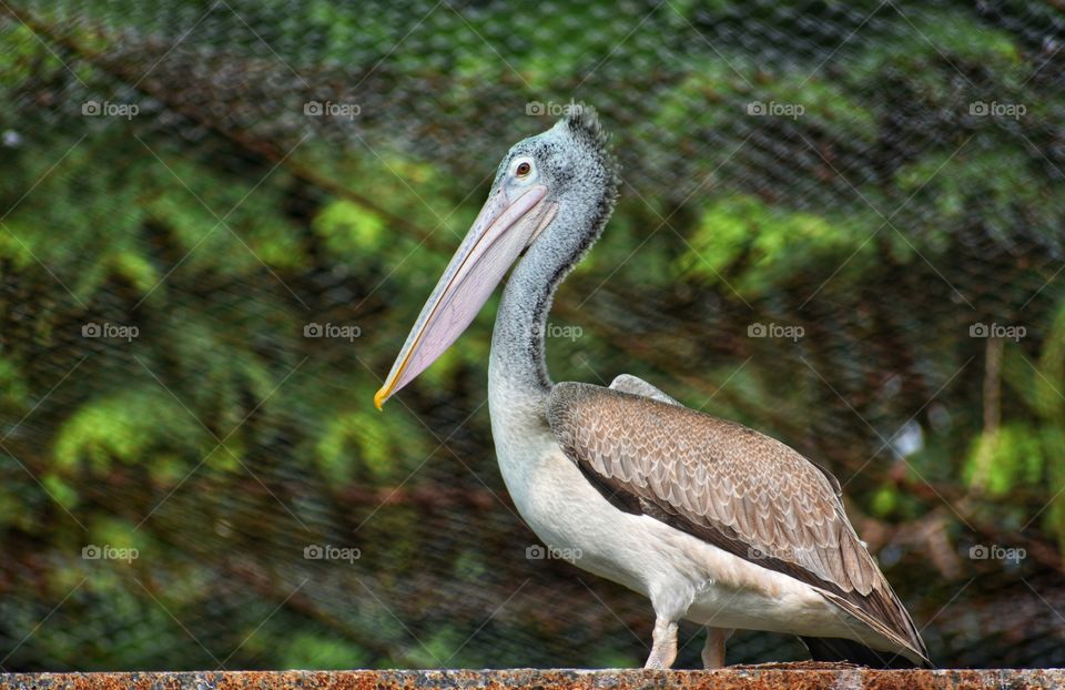 pointed Pelican
