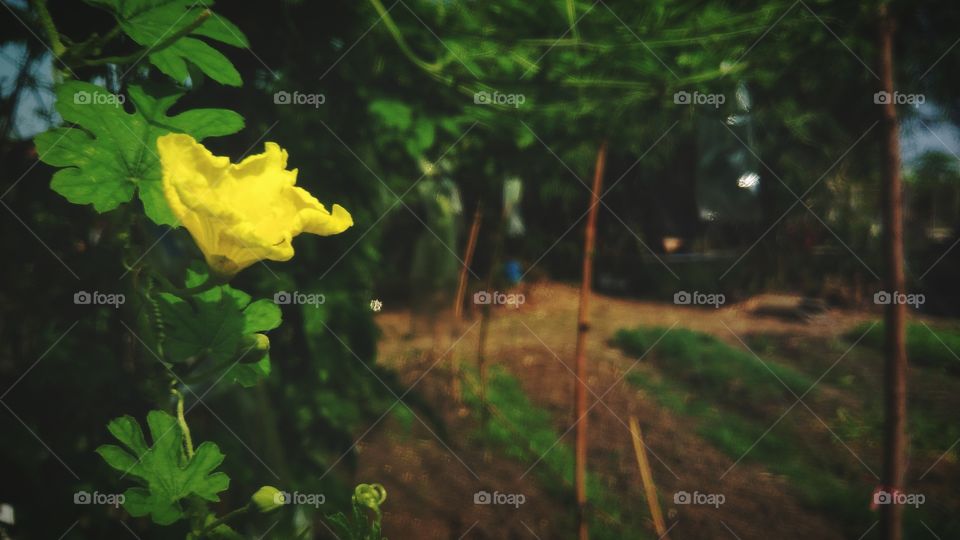 Beautiful yellow flowers in the garden