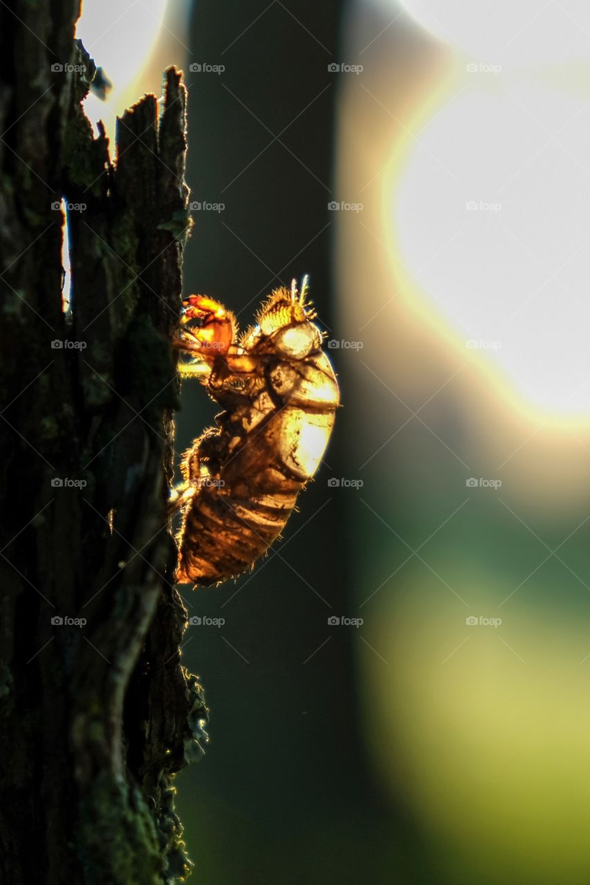 The exoskeleton, exuviae, or shell of a cicada or July fly on the bark of a pine tree in late summer in Raleigh North Carolina. Backlit by the early morning sunshine. 