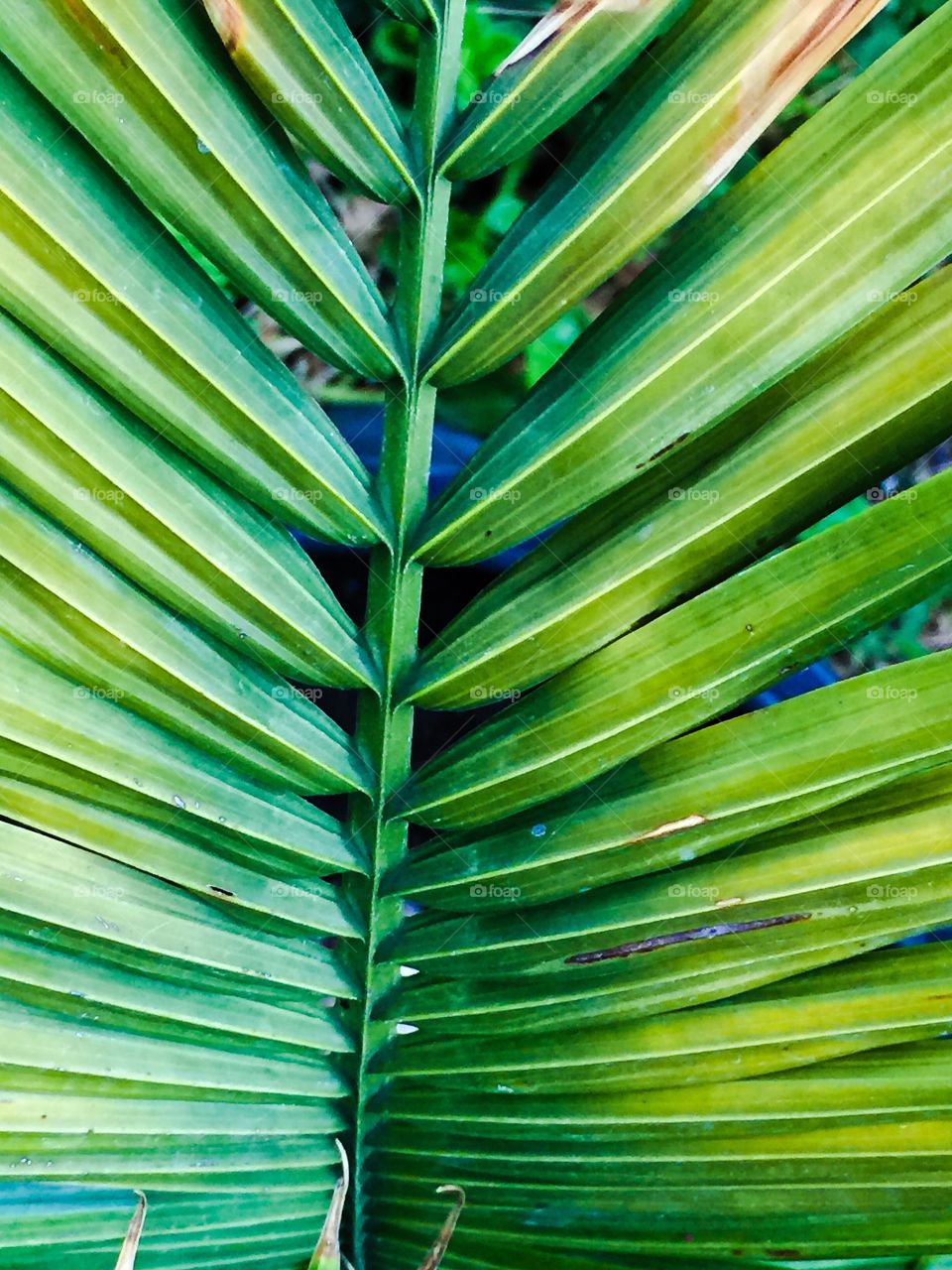 Upright palm frond 