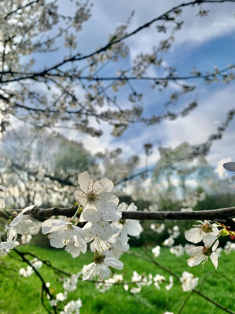detail of a flowering wild cherry branch in a rural context, photo with bokeh effect
