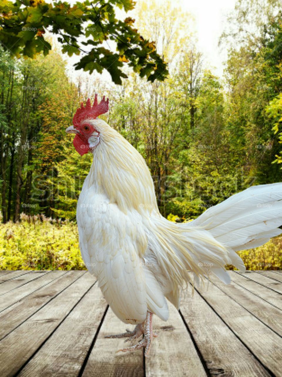 Cock image.