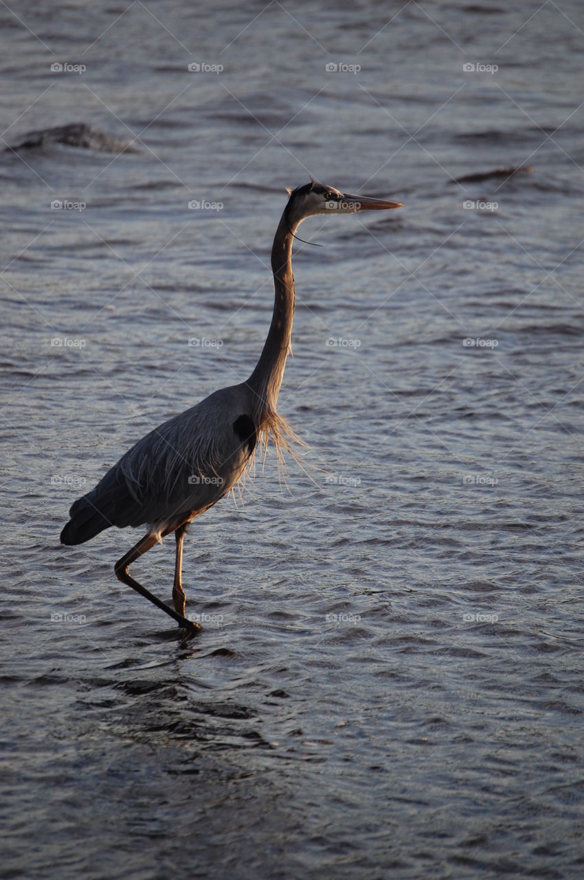 bird