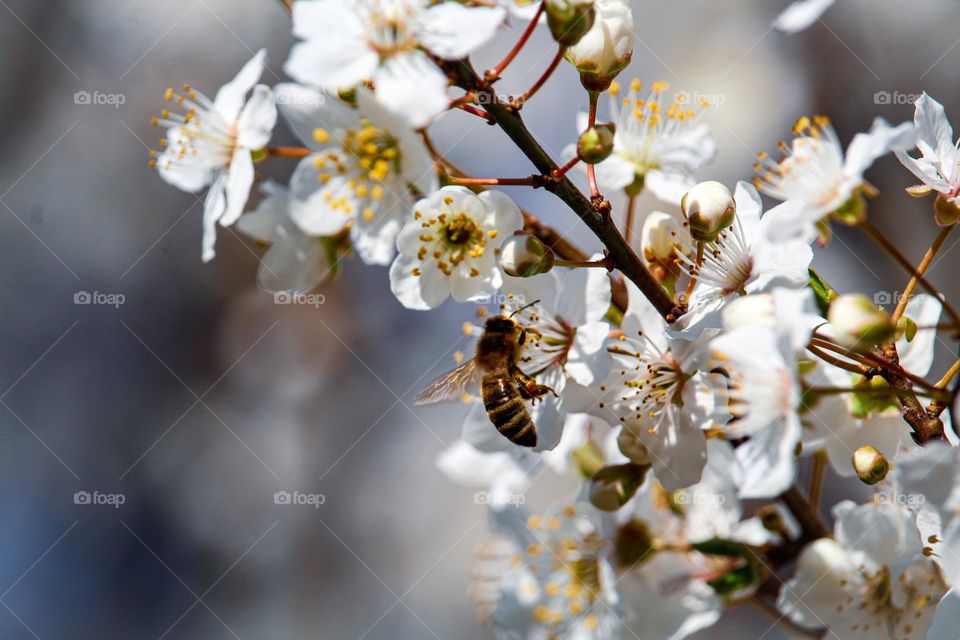 Bee at the spring flower