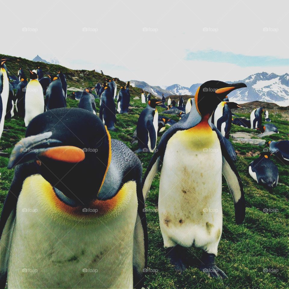 King penguins get up close and curious on South Georgia island, Antarctica.