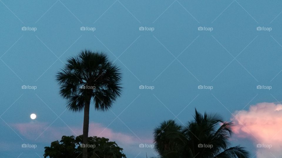 palm trees sunset