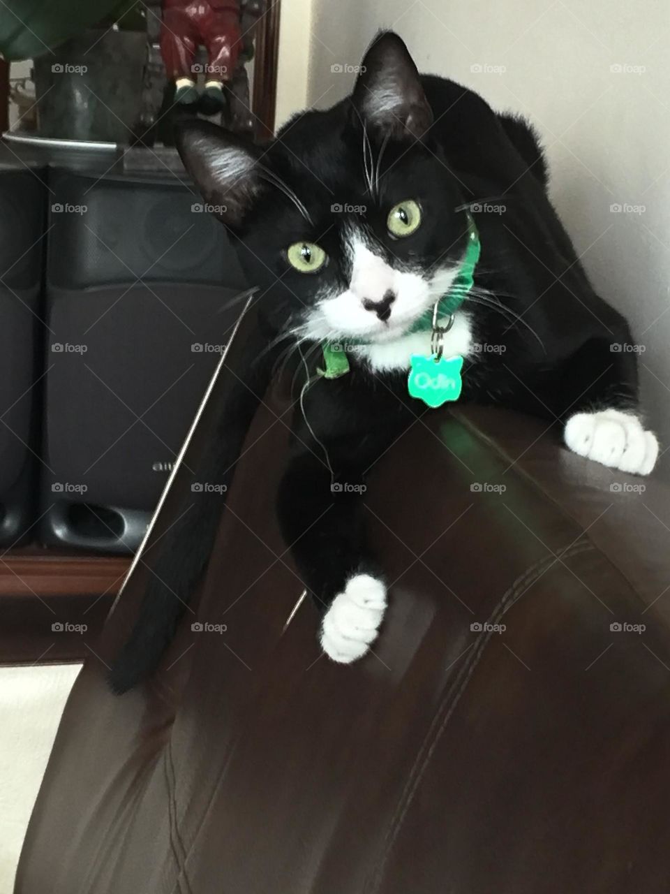 Odin Eustaquio gatito cachorro colombiano