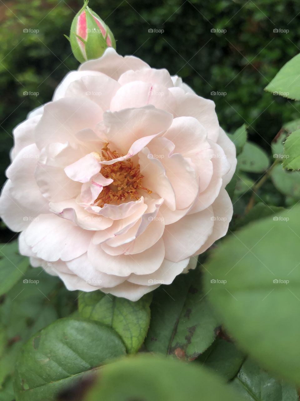 Roses with tender rose buds