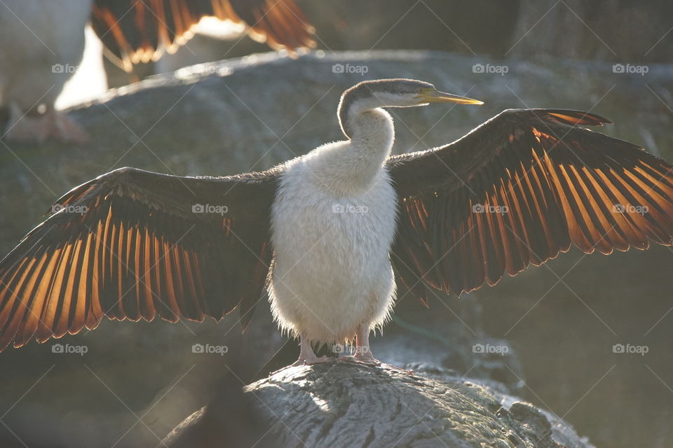 Cormorant sunning itself