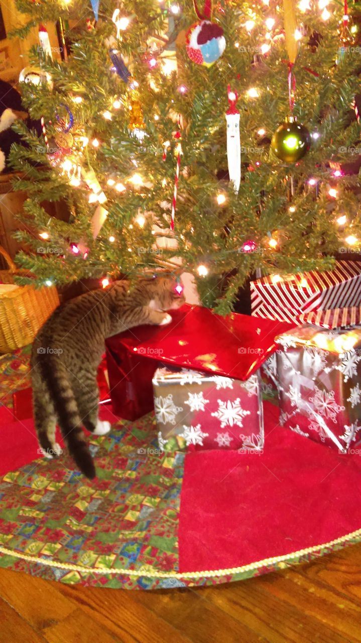 Playing tag under the Christmas tree
