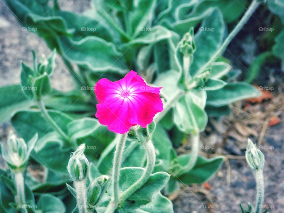 Rose Campion 