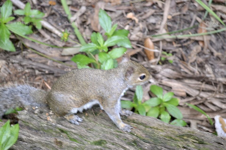 A small brown squirrel standing on a long with leaves and weeds in the background 