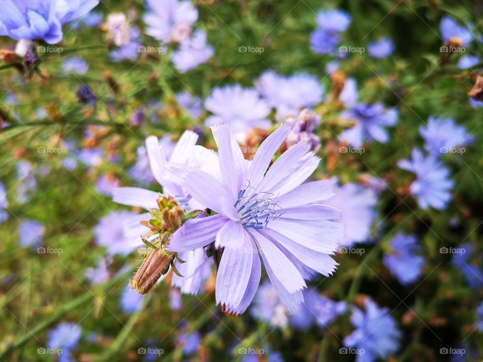 A beautiful chicory flower.  Known for making a coffee substitute from the root of the flower