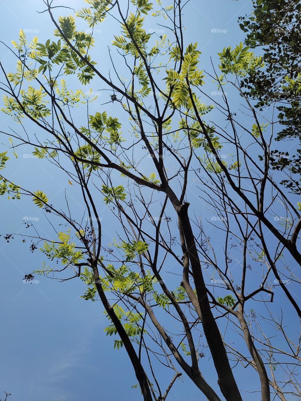 Sunlight on the tree.