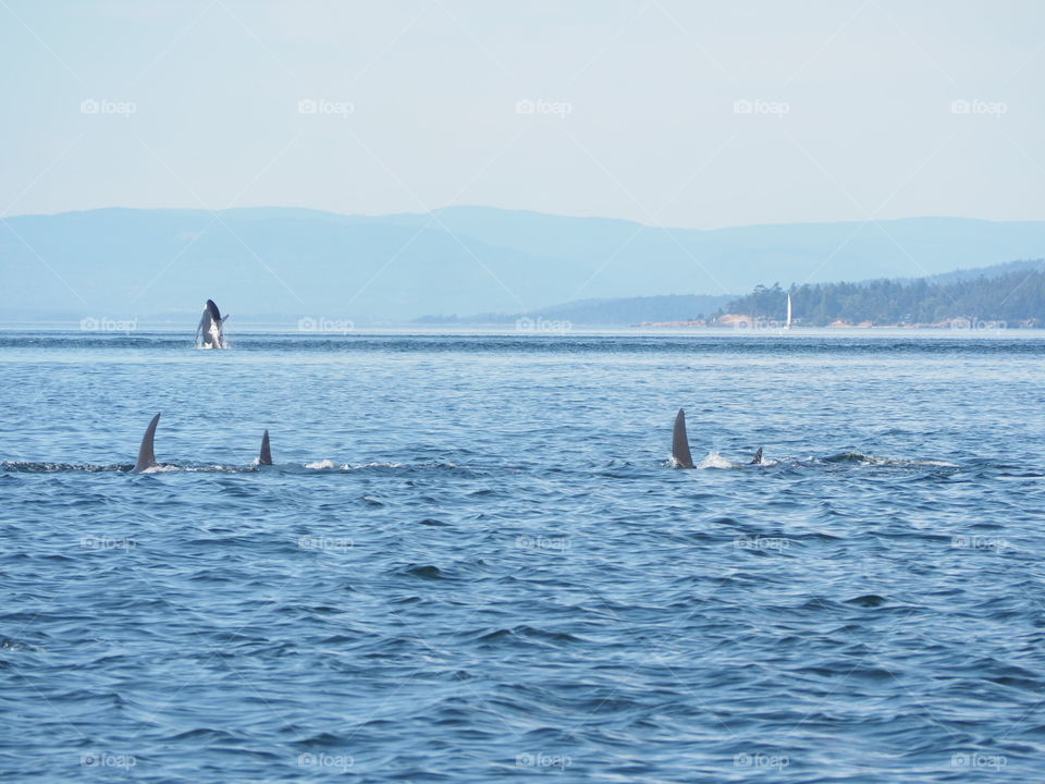 Orcas 