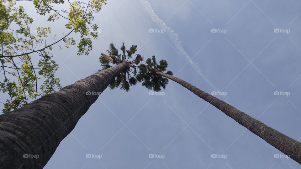 palms trees against sky