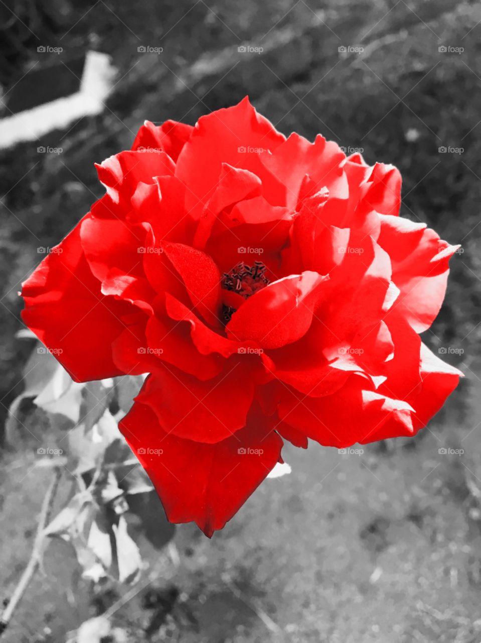 FOAP MISSIONS - The red roses really are amazing.  This year 2019, they flourished spectacularly! / As rosas vermelhas realmente são incríveis. Neste ano de 2019, floresceram espetacularmente!