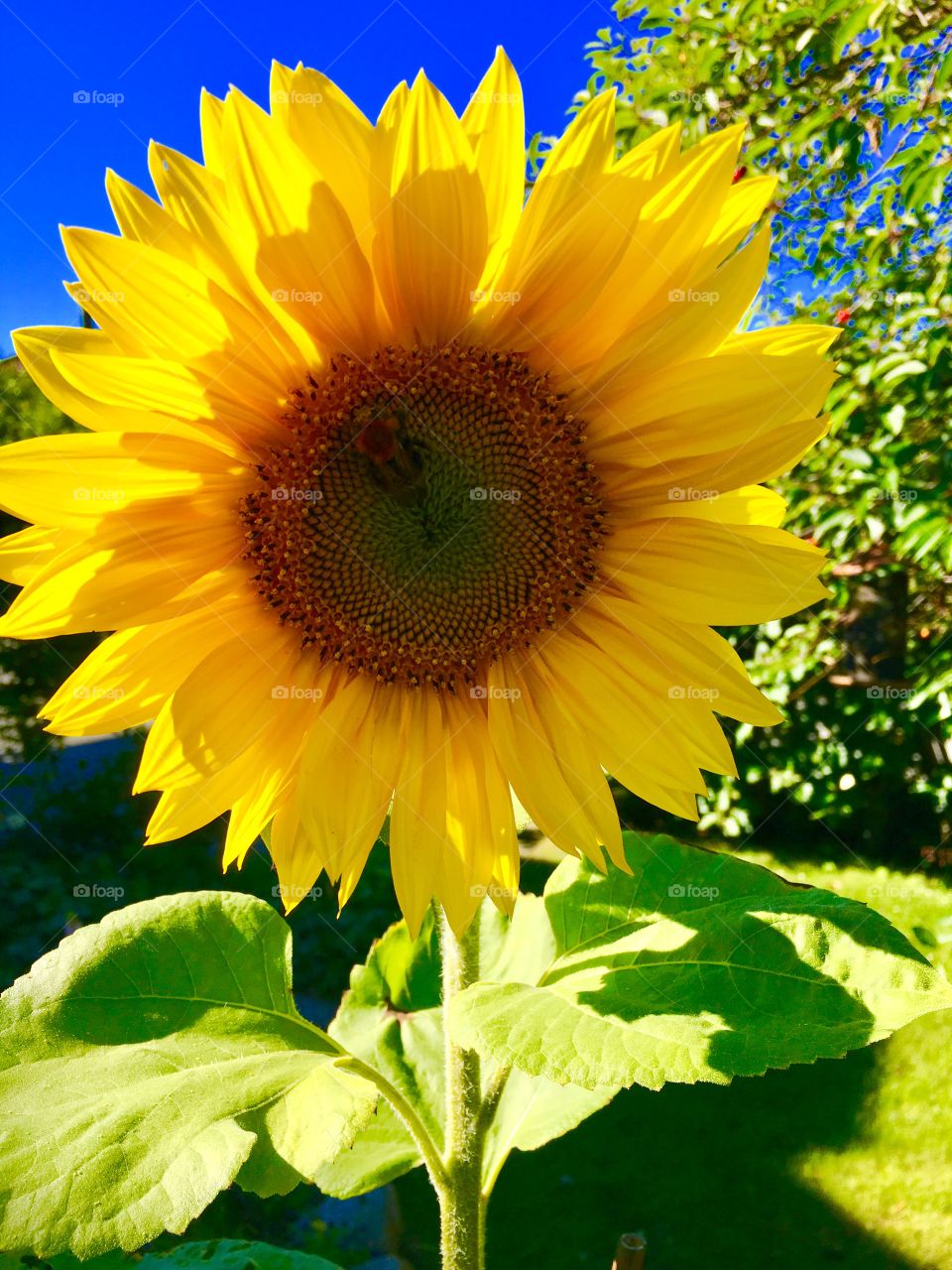 Sunflower 