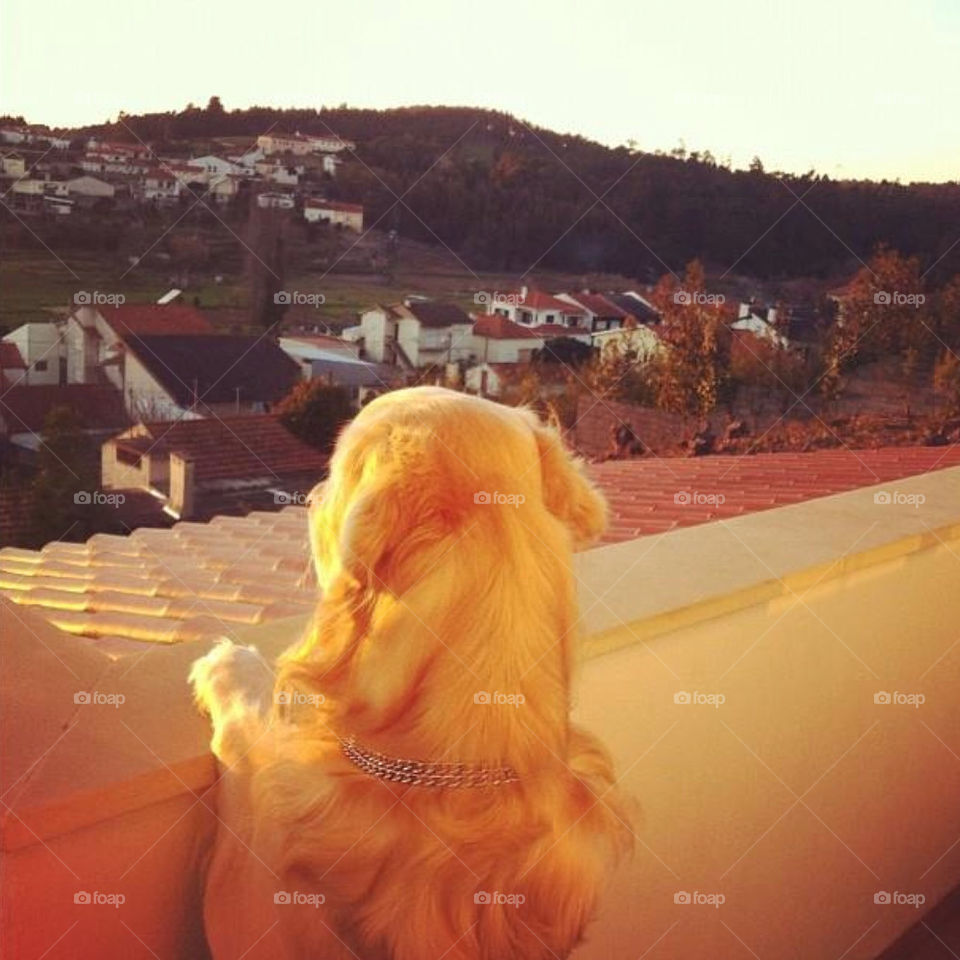 pretty dog house cute by Zita