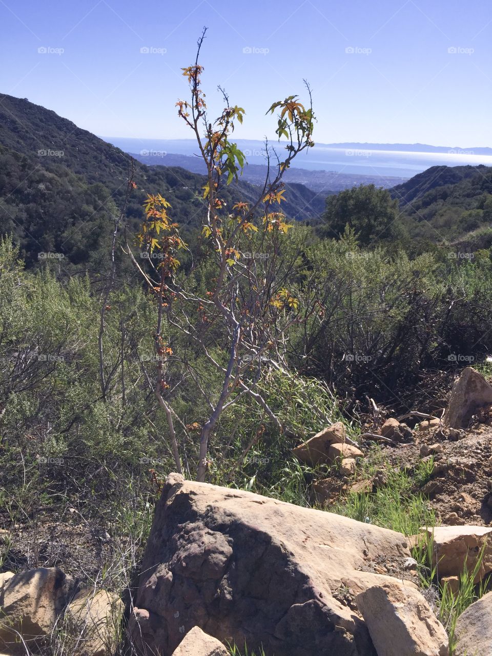 Bush in Santa Barbara 