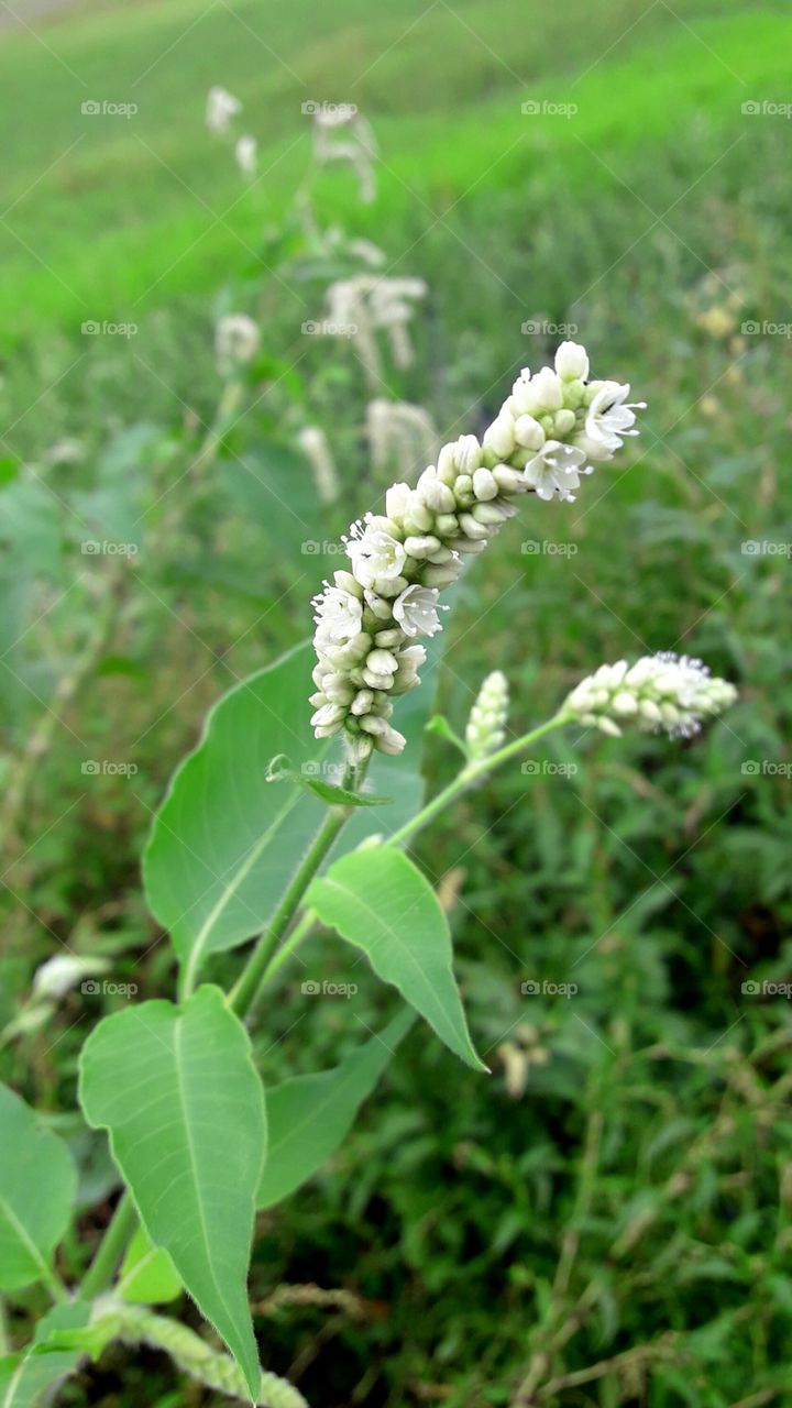 Beautiful wild hurbs white blooming flower with green leafs.