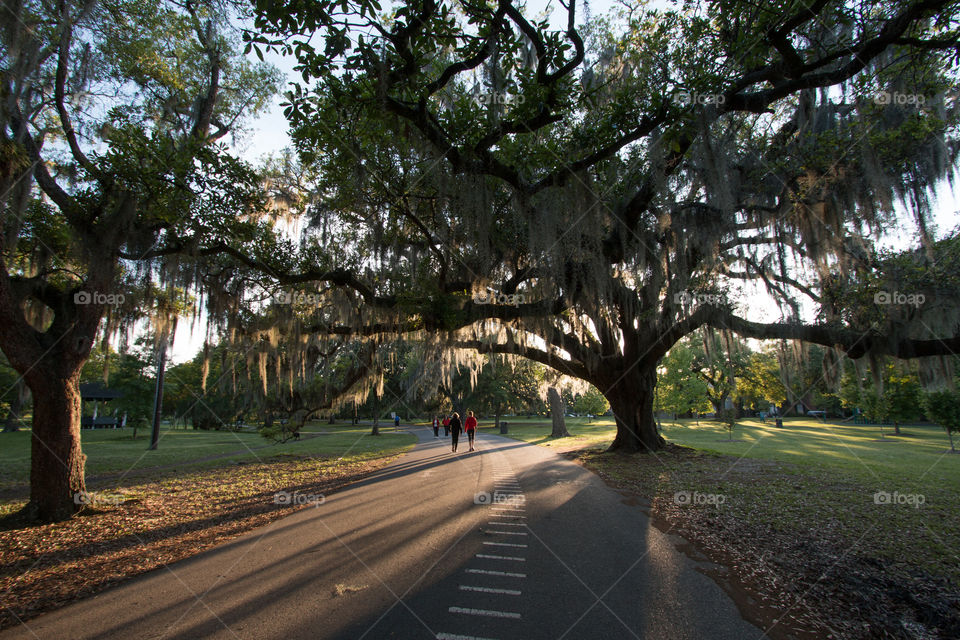 Tree, Road, Landscape, Guidance, Nature