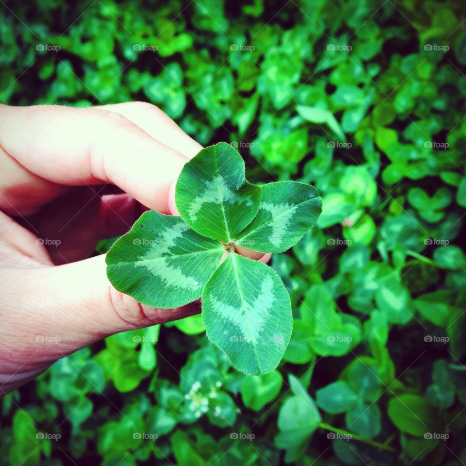 Close-up of a person holding clover leaf