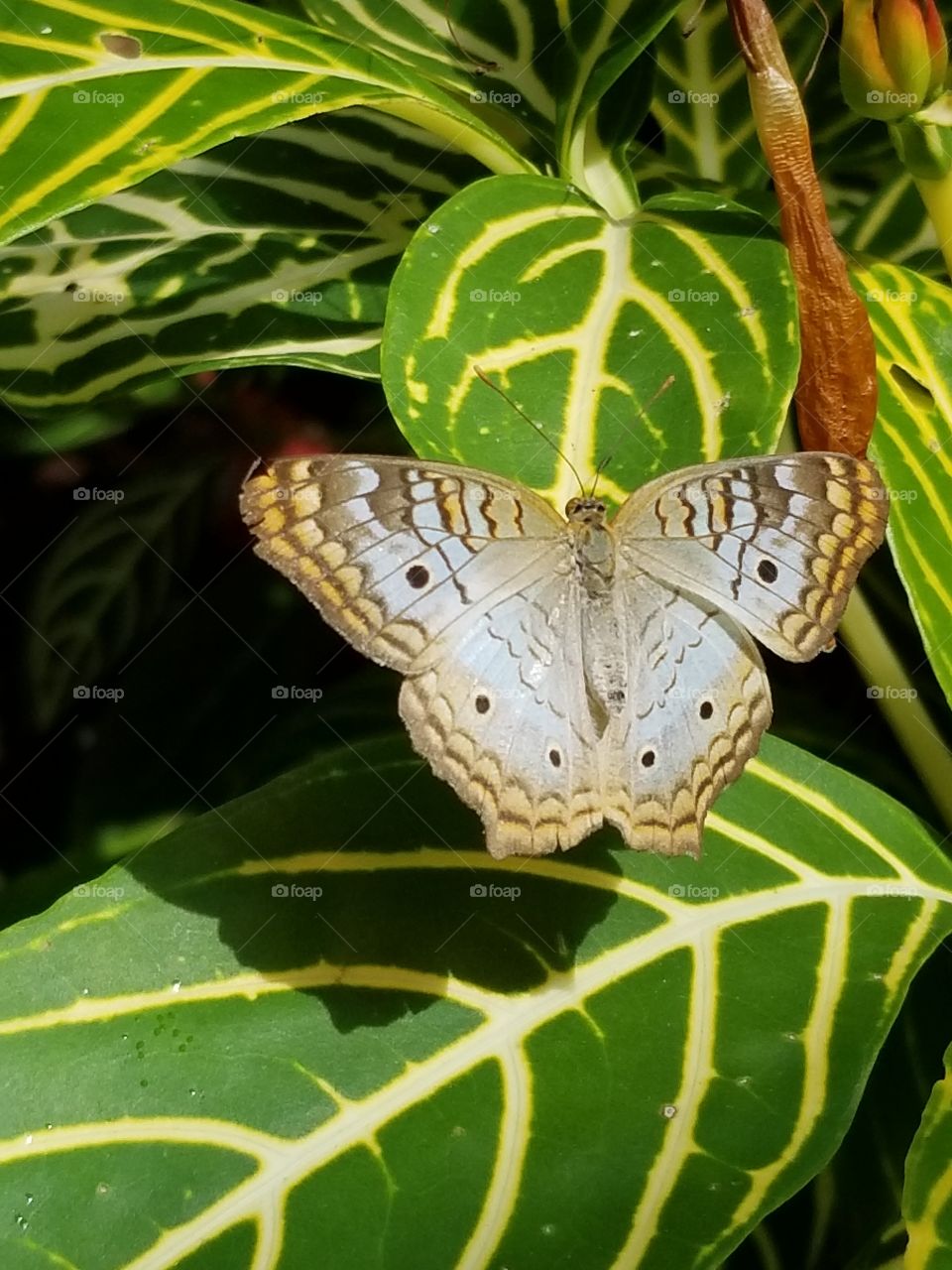 Macro moth