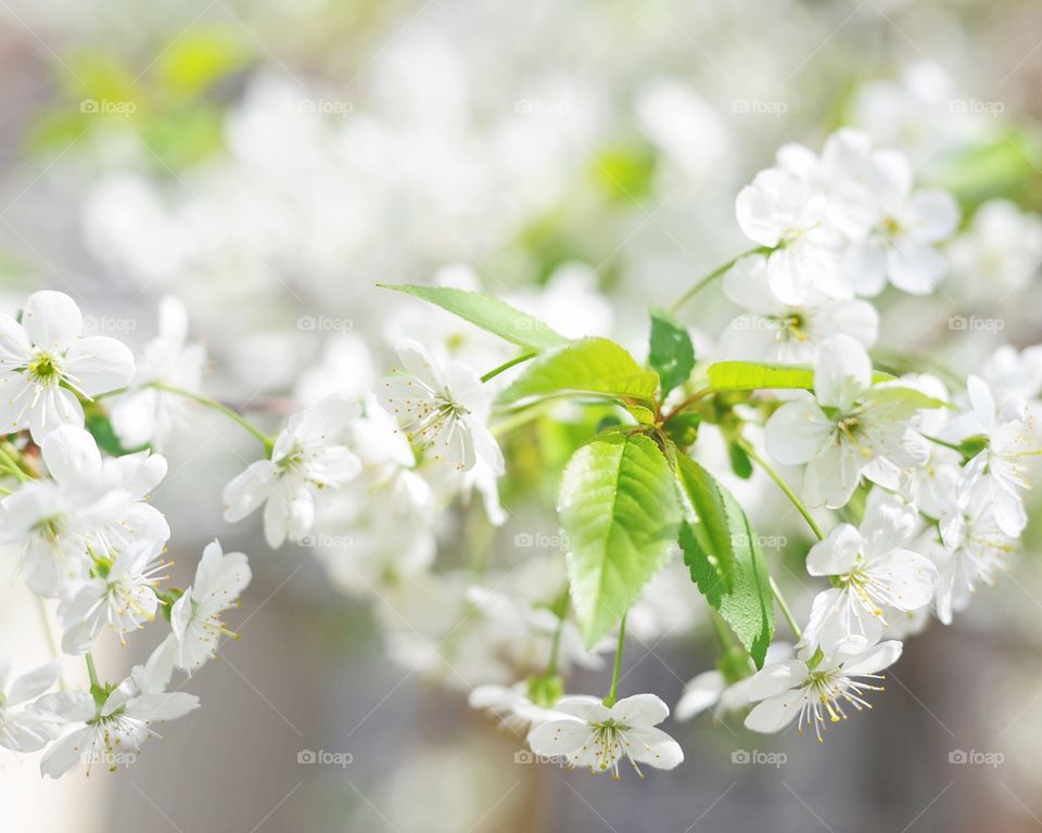 Flowers in springtime