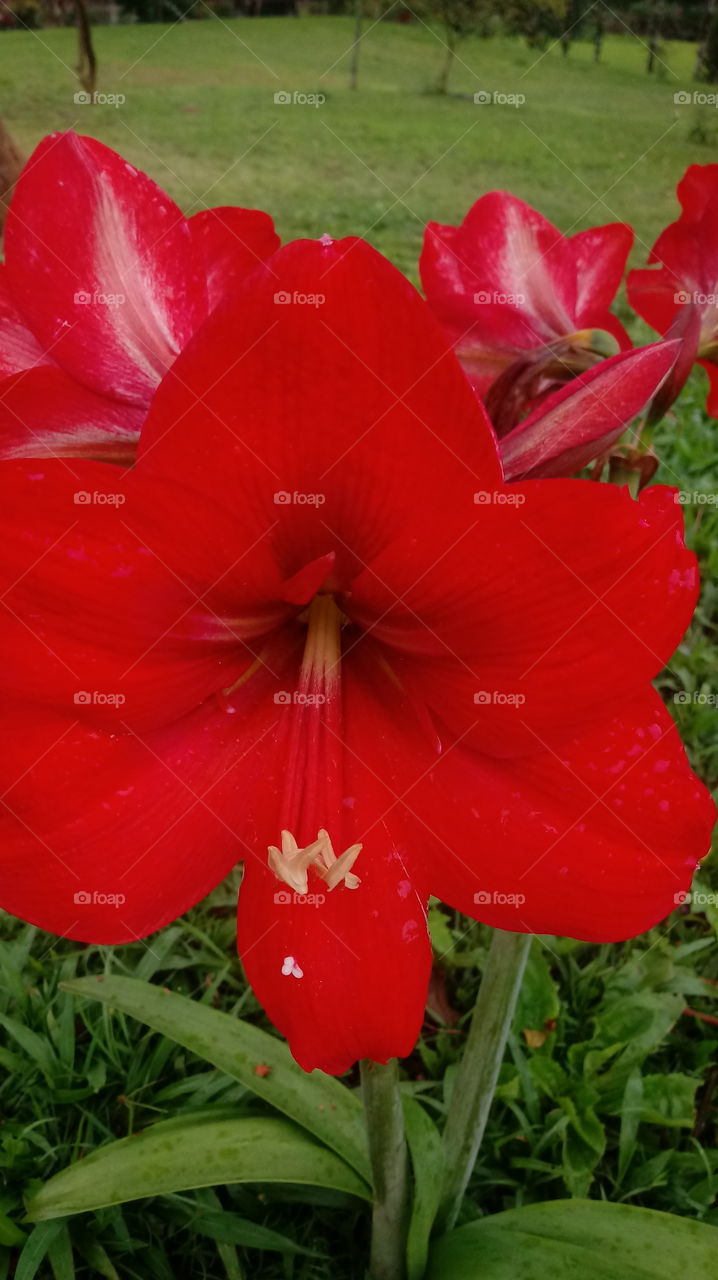 自然，開花時間，植物世界，花卉，花園，朱頂紅（Ravenna）。