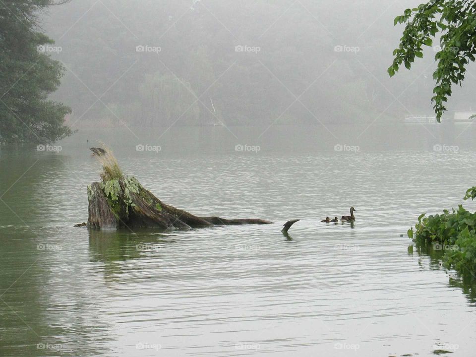 Scenic view of ducks swimming in lake