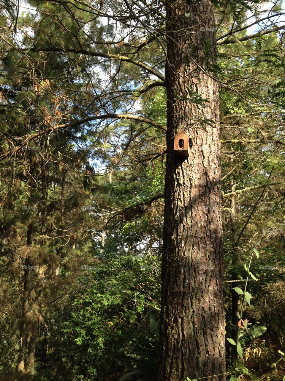 Birdhouse