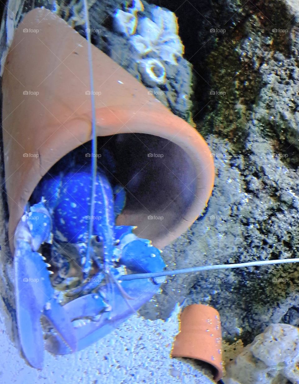 Blue Lobster