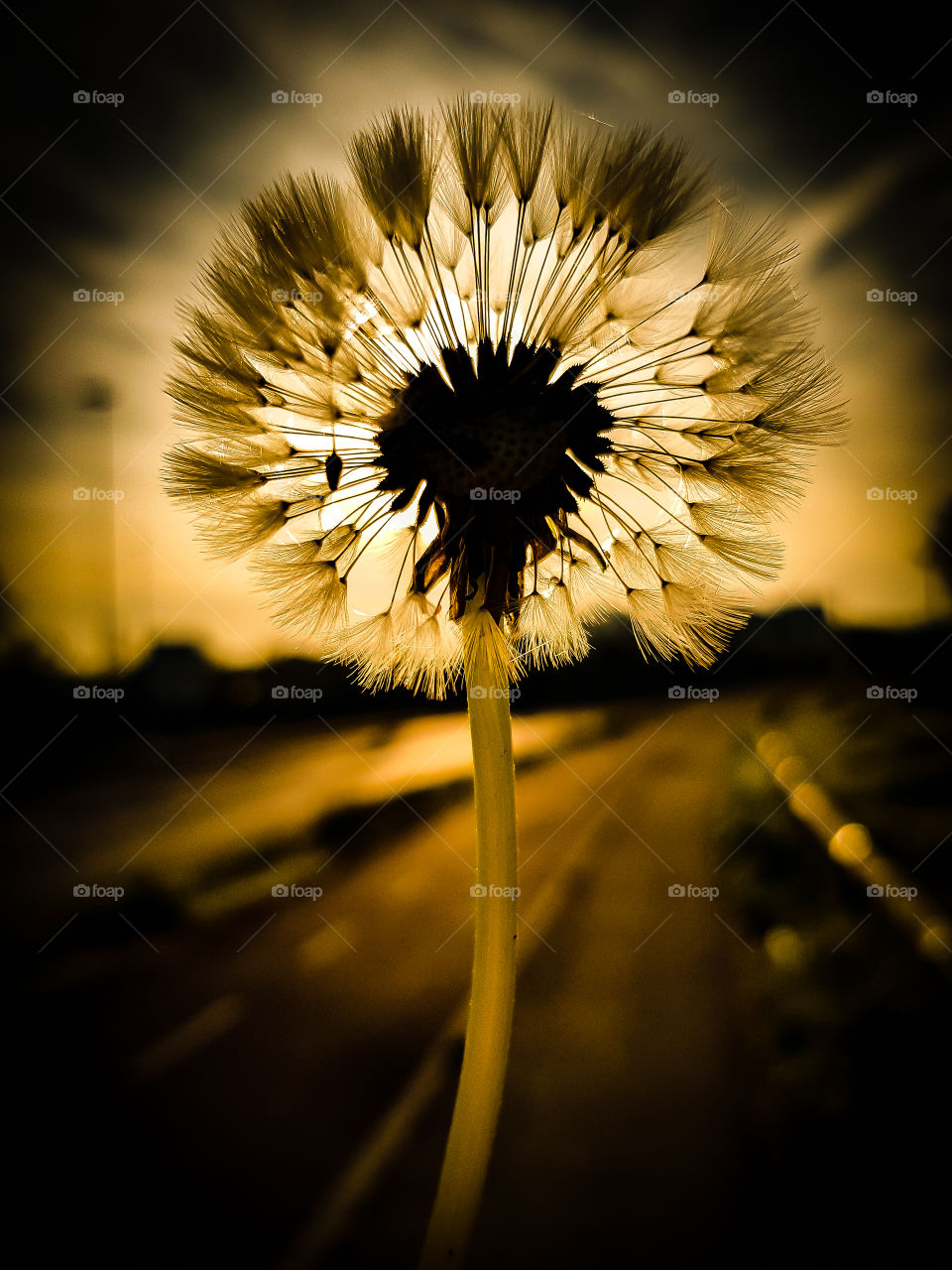 into the sun, dandelion
