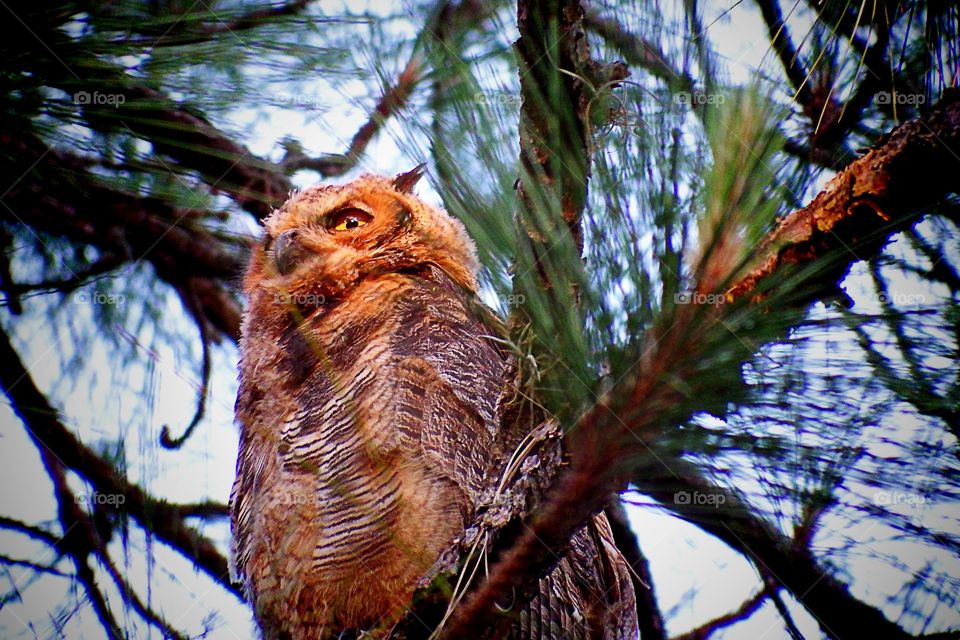 Great Horned Owl . Great Horned Owl in the light of the golden hour.