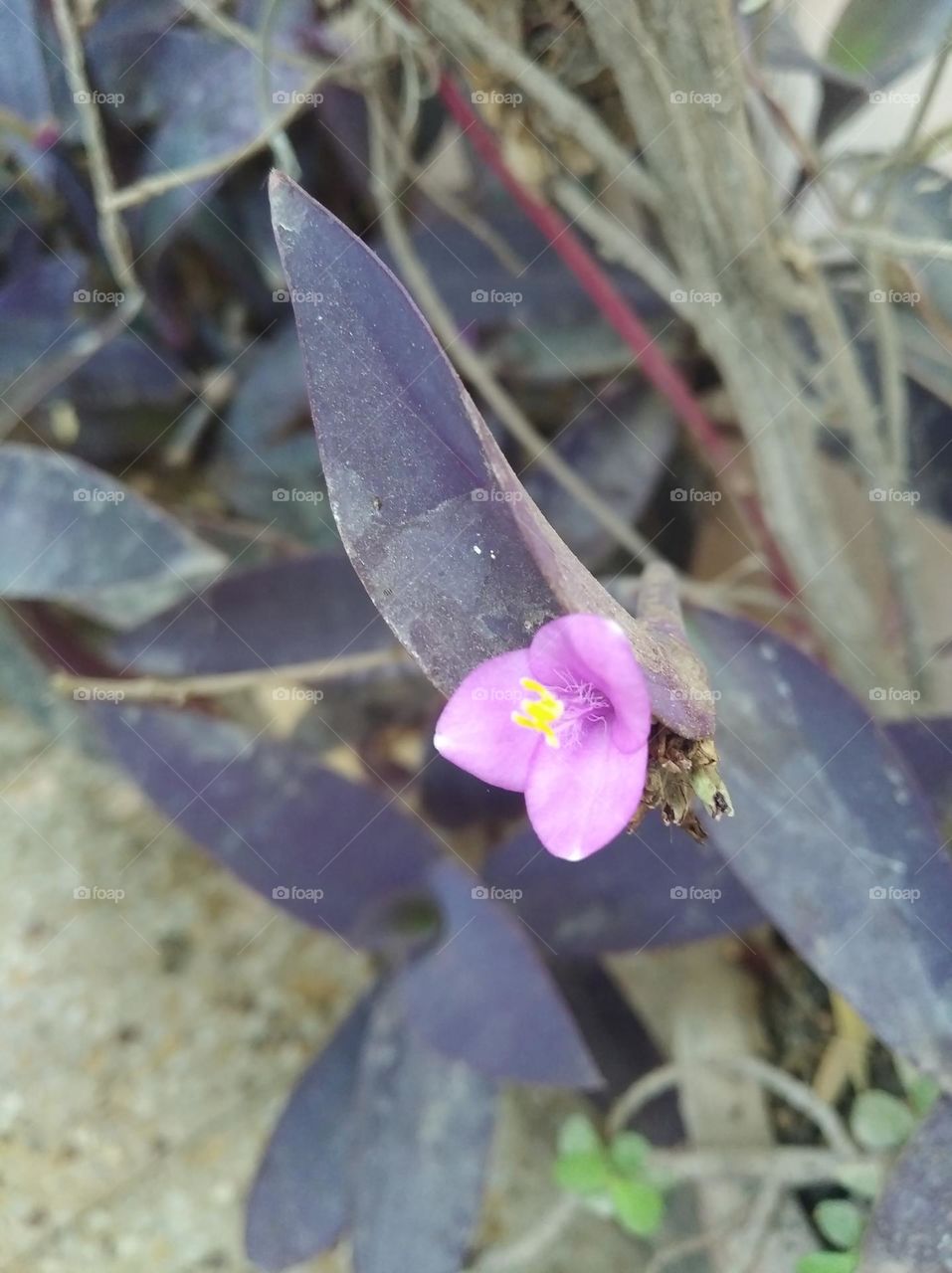 Lilly flower pink colour looks very beautiful generally found everywhere fresh seasonal