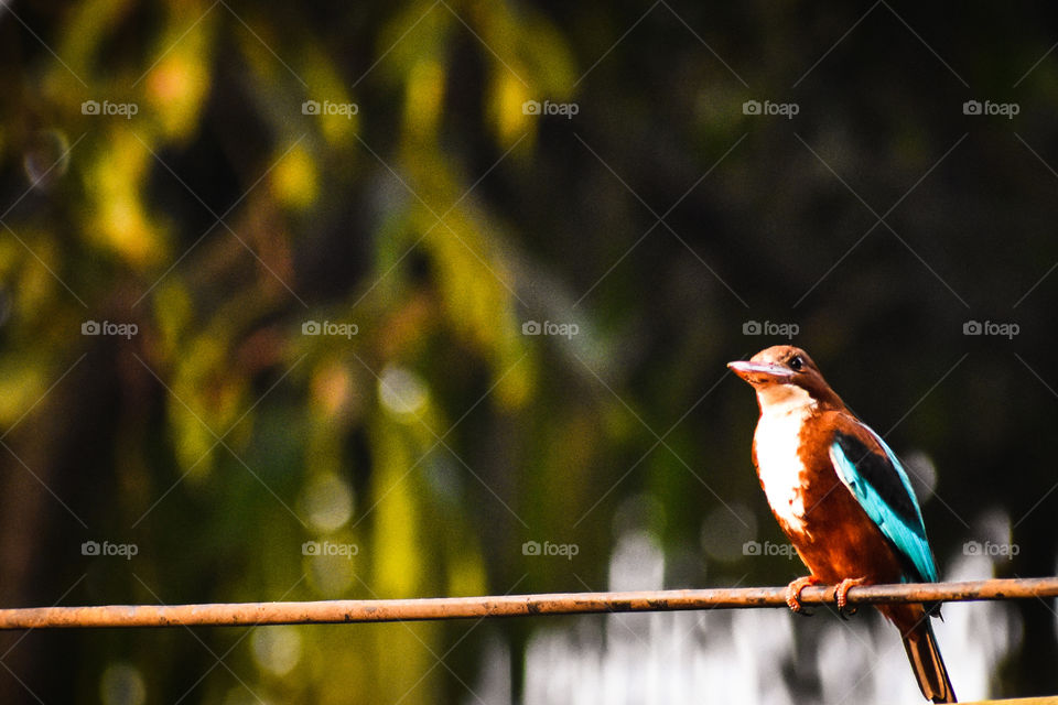 kingfisher
