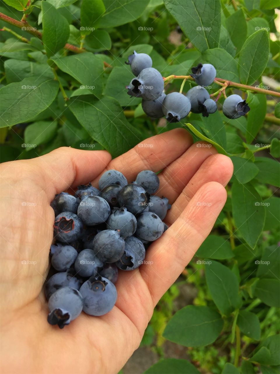 Fresh newly picked ripe blueberries in a womens hand in front of a blueberry plant in the garden in summer.