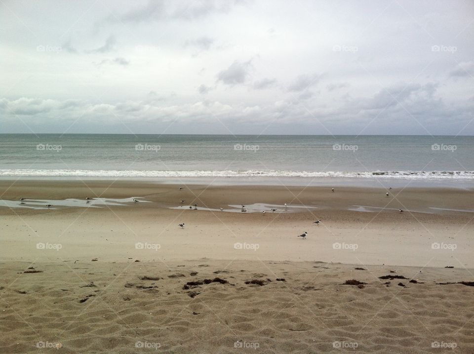 Gulls on the beach