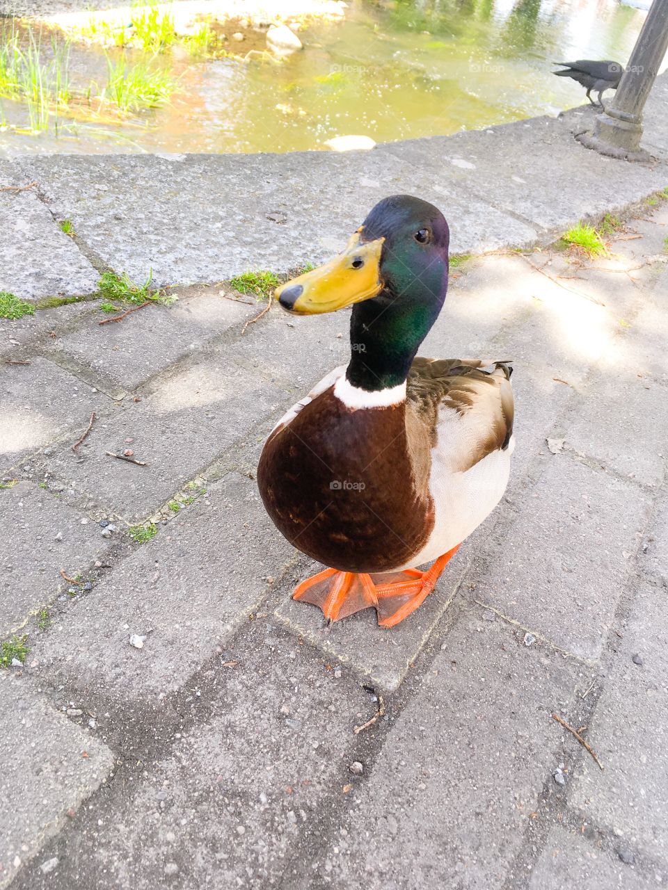 Curious cute duck meeting