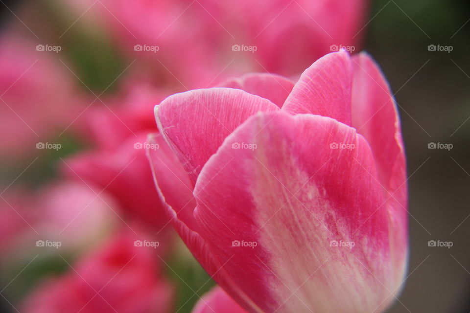 Pink tulip