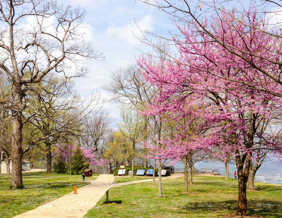 Flowering trees in park