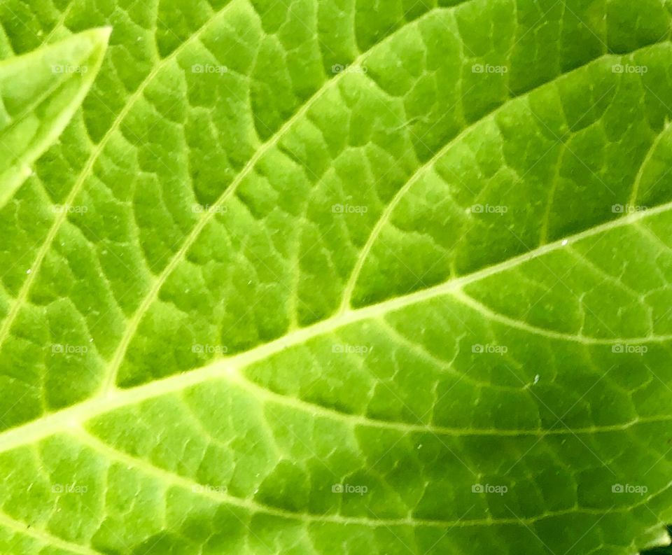 Amazing leaf 2