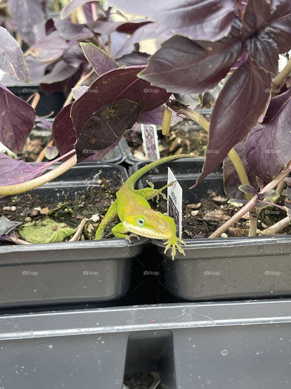 Spotted this little guy in my plants 