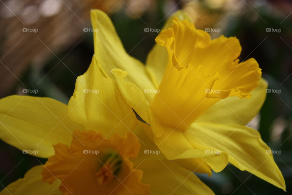 Yellow daffodils 